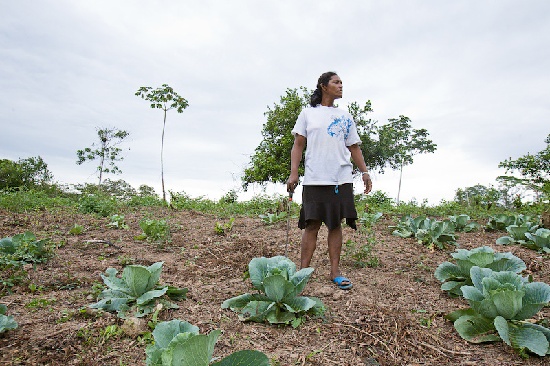 a woman is standing in a cabbage field with machete in Nicaragua