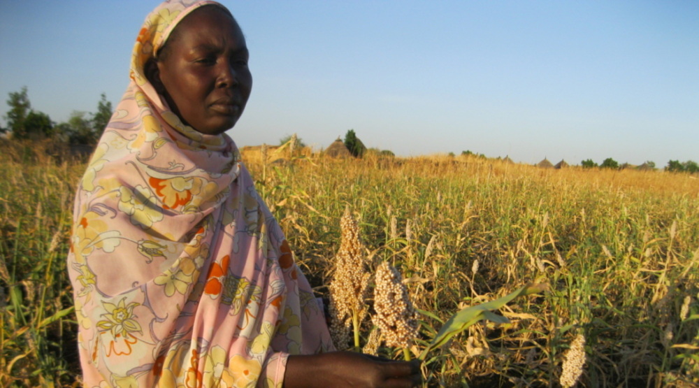 a Sudanese woman farmer stands in a field of wheat