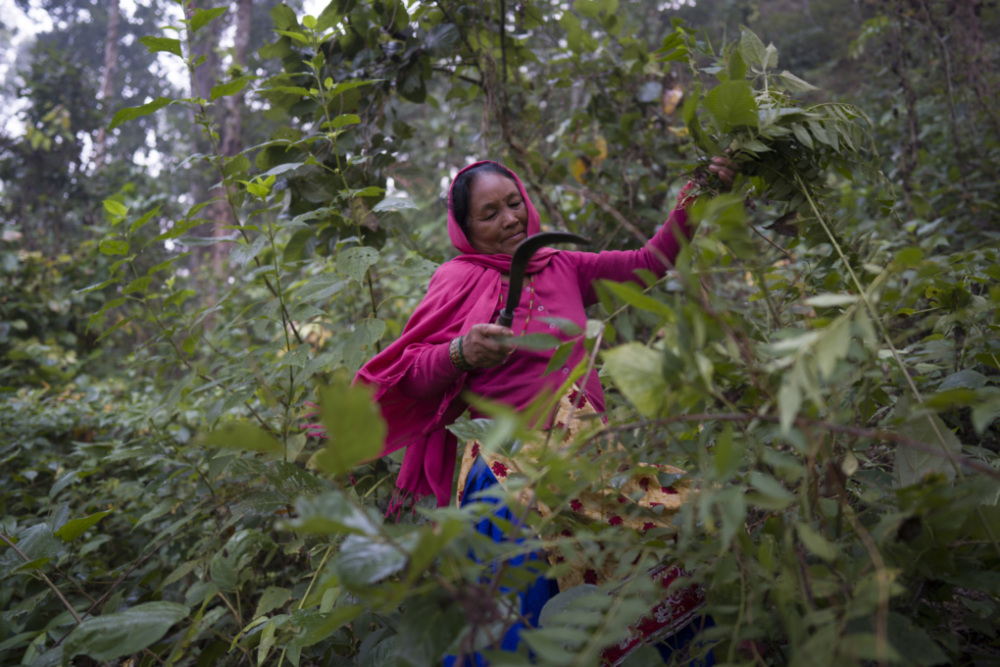a woman uses a sickle to cut leaves in an abundant forest in Nepal