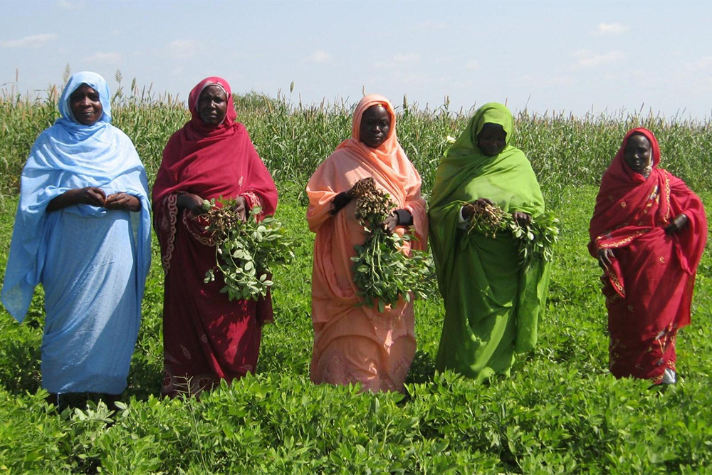 a group of five Sudanese woman farmers stand in a field with their crops