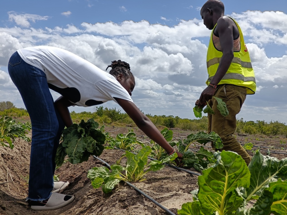 Two Kenyan women harvest food in an open field.